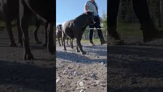 Scar House cane corso uk based cane corso breeders [upl. by Rudelson]