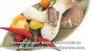 How to Grow your Own Chanterelle Mushrooms at Home [upl. by Siravart385]