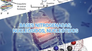 BASES NITROGENADAS NUCLEÓSIDOS NUCLEÓTIDOS 🧬🧪⚗️  Bioquímica I 🪴 [upl. by Ace729]