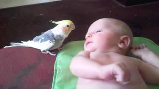 Cockatiel sings quotIf Your Happy amp You Know itquot to baby [upl. by Legnaros674]