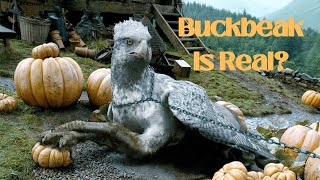 Buckbeak is Real  Harry Potter Mythology Explained  Mythology of Hippogriff [upl. by Aihsein]