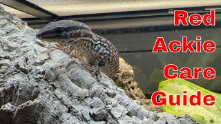 Red Ackie Monitor Care The Ultimate Guide [upl. by Groos]