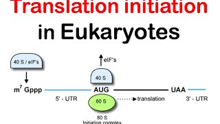 Translation initiation in eukaryotes  eukaryotic translation lecture 1 [upl. by Witty]