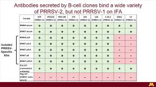 Dr Jordan Young  Isolation and immortalization of PRRSV GP5 specific porcine Bcells [upl. by Anirahs]