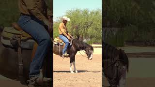 Direct rein can make your horse heavy in the face reining reiningmasterclass horsetrainingtips [upl. by Hploda]