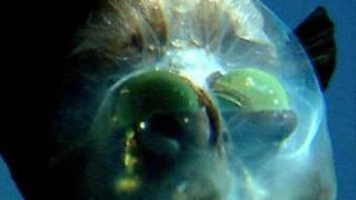 Barrel Eye fish REALLY COOL [upl. by Horsey]