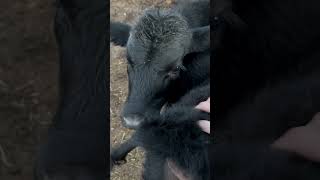 Just a little to the left…awww much better donkeyfarm cowvideos [upl. by Snowber]