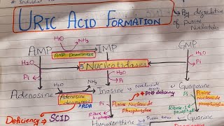 Uric Acid Synthesis Purines Metabolism [upl. by Gerrard]