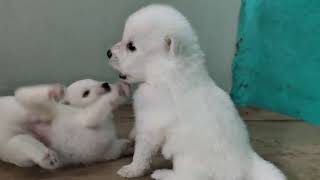 Indian Spitz Puppy  Indian Spitz Puppy Barking 🐕 [upl. by Fendig]