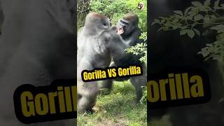 Gorilla vs Gorilla gorillafighting wildanimals shorts [upl. by Rozek]