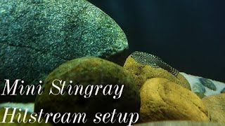 Hilstream loach  Mini Stingray tank setup loach river [upl. by Erle]