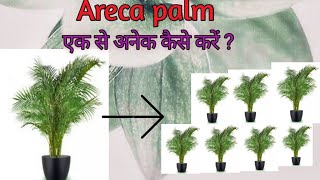 Areca palm को एक से अनेक कैसे करें propagation and care of areca palm all about areca palm [upl. by Enoyrt259]