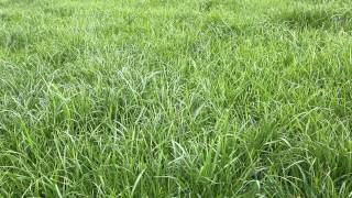 Dairy KnowHow Grow more grass [upl. by Ahrat]