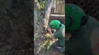 Taking a chunk out of a tree treeworker [upl. by Anadroj]