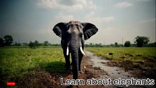 learn more about elephants [upl. by Silin]