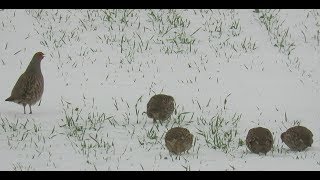 503 Koroptev polní Grey Partridge Perdix perdix Rebhuhn [upl. by Krystal]