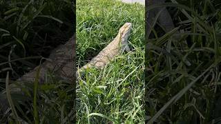 Smoochie the beardeddragon hangs outdoors lizardlover lizard reptile [upl. by Noyar]