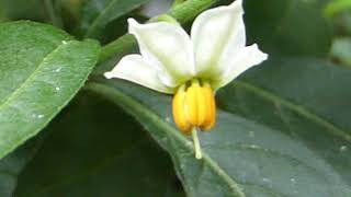 Jerusalem cherry  Solanum pseudocapsicum  Kóralkirsuber  Pottaplanta  Náttskuggablóm [upl. by Slin658]