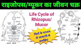 life cycle of rhizopus  rhizopus bsc 1st year  mucor fungi life cycle  rhizopusmucor diagram [upl. by Ahsini529]