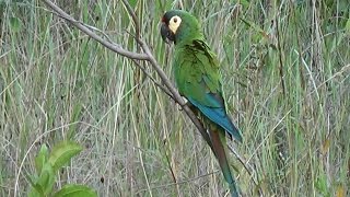 MARACANÃPEQUENA MARACANÃVERDADEIRA PRIMOLIUS MARACANA BLUEWINGED MACAW ARARINHA [upl. by Powel266]