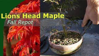 Fall repot of a Shishikashira Japanese Maple [upl. by Errick]