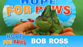 Homeless injured chameleon needed special help from Hope For Paws wildlife [upl. by Dickinson]