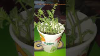 Seed Germination youtube youtubeshorts [upl. by Benedikt]