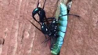 Giant Ichneumon Wasps Mating [upl. by Oicangi644]