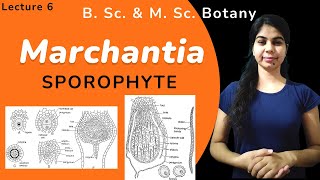 Marchantia  SPOROPHYTE  in Hindi  Botany  B Sc amp M Sc [upl. by Lancaster]