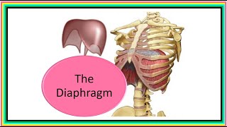 THE DIAPHRAGM [upl. by Alberic]