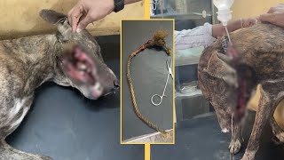 Someone purposefully tied a rope around a dogs lips and neck Helped [upl. by Cyrille]