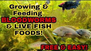 How To Culture amp Feed Your Fish LIVE BLOODWORMS FREE  4 More Great HOMEGROWN Live Aquarium Foods [upl. by Haidabo510]