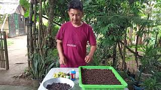 Process for germination of aquilaria malaccensisThe most expensive tree  Kuya Jun [upl. by Seedman]