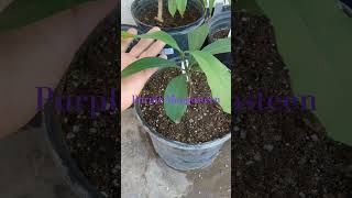 Garcinia mangostana Purple mangosteen Tree California zone 10a [upl. by Akemehc667]