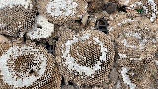 Swarmed and stung by angry ground wasp  crazy active nest [upl. by Okiek330]