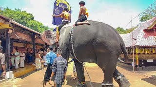 Kollam Pooram Elephant Festival 2024  Kerala Temple Festival Spirit of Kerala  Caparisoned Tusker [upl. by Aimas]