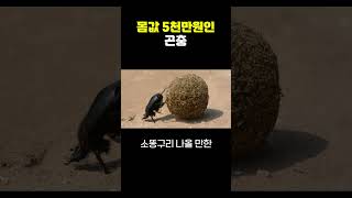 몸값 5천만원인 곤충 [upl. by Nraa848]