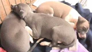 Italian Greyhounds Pros and cons [upl. by Atinid705]