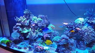 Epic 175 gallon bowfront Reef tank [upl. by Kashden]