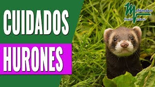 Hurones como mascota Cuidados y alimentación de los hurones [upl. by Jahdiel]