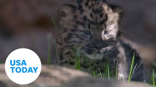 Twin Amur leopard cubs born at San Diego Zoo  USA TODAY [upl. by Ladnek]