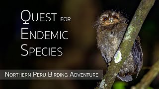 Northern Peru Birding Adventure  Birds of Peru  EPISODE 2 of 4 [upl. by Alexandrina]