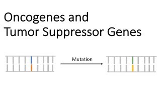 Oncogenes and Tumor Suppressor Genes  Tumor Genetics [upl. by Dianthe]