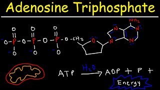 ATP  Adenosine Triphosphate  Cell Energy [upl. by Eceeryt]