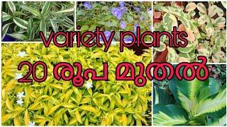 20 രൂപ മുതൽ variety new plants☘️ affordable rate Contact 6282308685 [upl. by Kenward45]