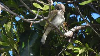 Nice call of a Brown Honeyeater [upl. by Ijok36]