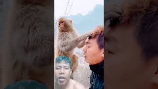 Monkey face vairall video funny sorts bandar monkey [upl. by Oniger]