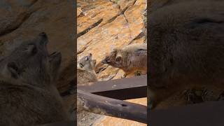 Rock Hyrax Fight in South Africa  Unexpected Wildlife Moment 🐾 [upl. by Luce]