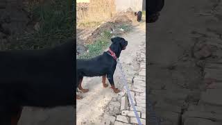 rottweiler youtubeshort [upl. by Sihtam945]