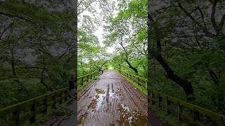 Aqueduct bridge in kerala punalur forest nature beautiful [upl. by Prentiss]